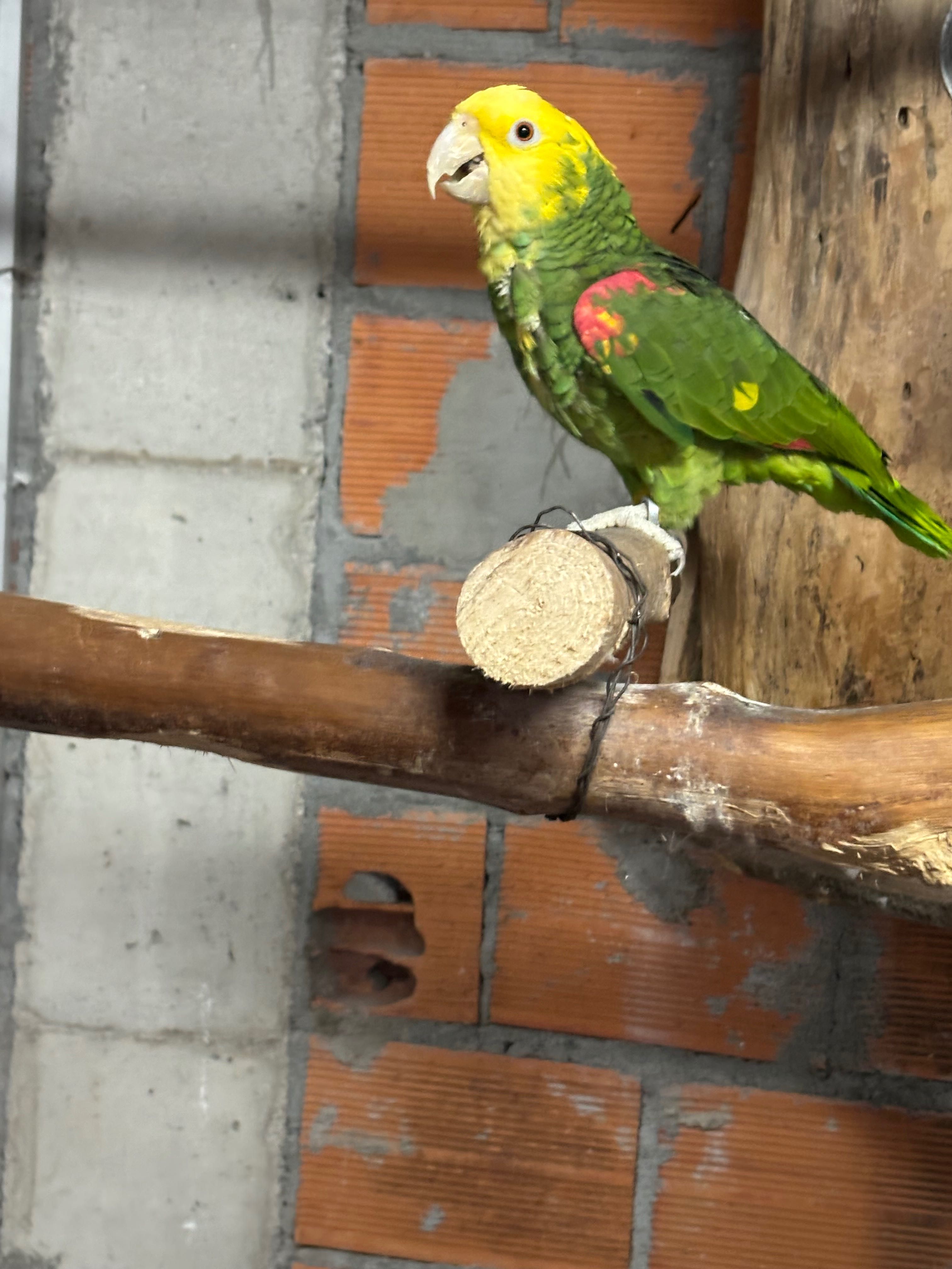 Casal Amazona Oratrix Magna Fêmea 2019 Macho 2020