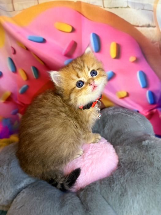 Szkocki kocurek złota szynszyla WCF/PZF+Box prezentowy