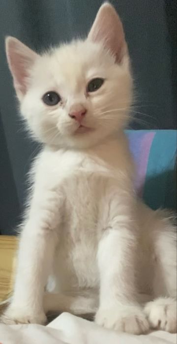 Віддам у добрі руки кошенят хлопчиків