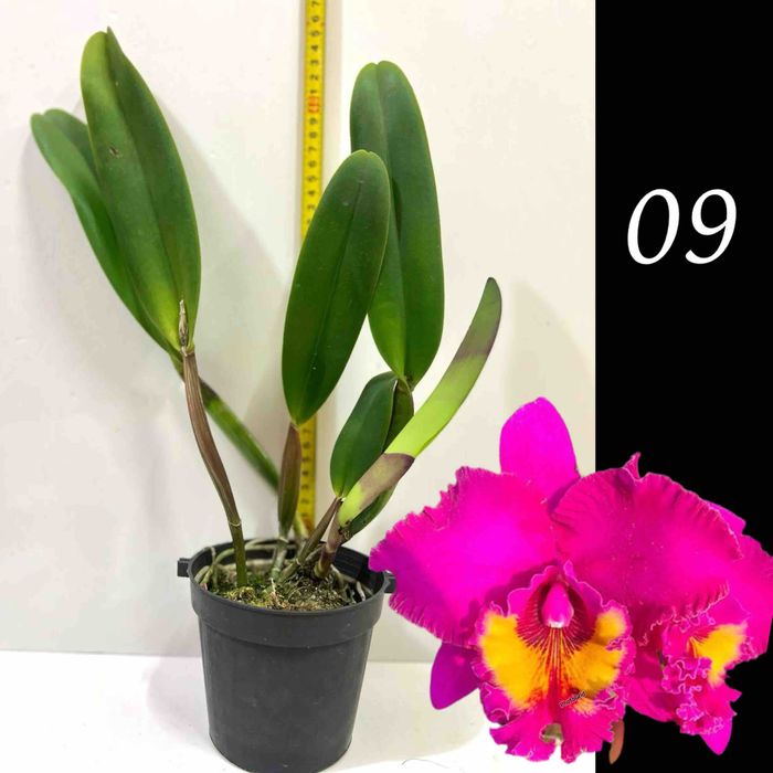 Продам - катлея крупноквіткова ароматна із Азії!