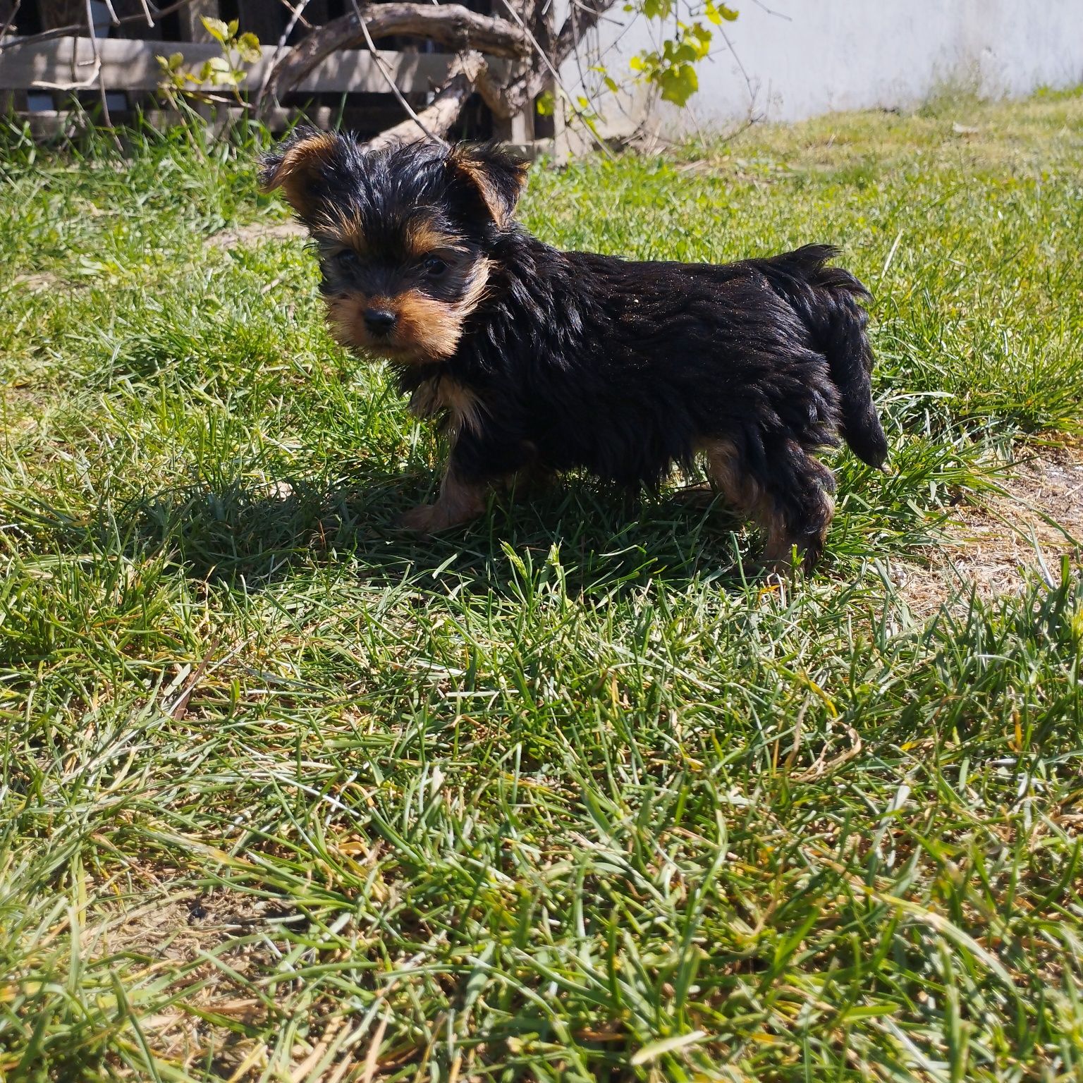 Yorkshire Terrier