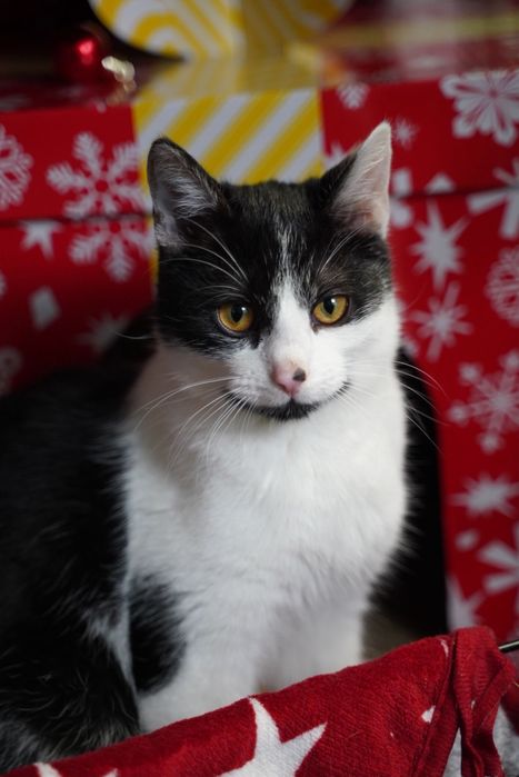 Proludzki kocurek szuka domu!