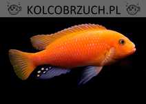 Maylandia estherae - RED ZEBRA - Pyszczak - dowozimy, wysyłamy