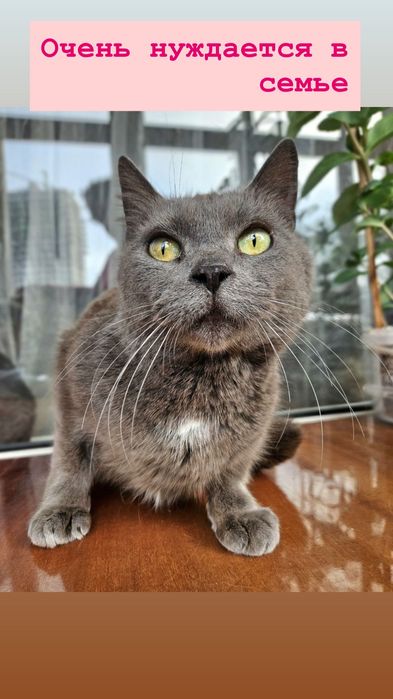 Кошечка А-ля британского окраса бесплатно