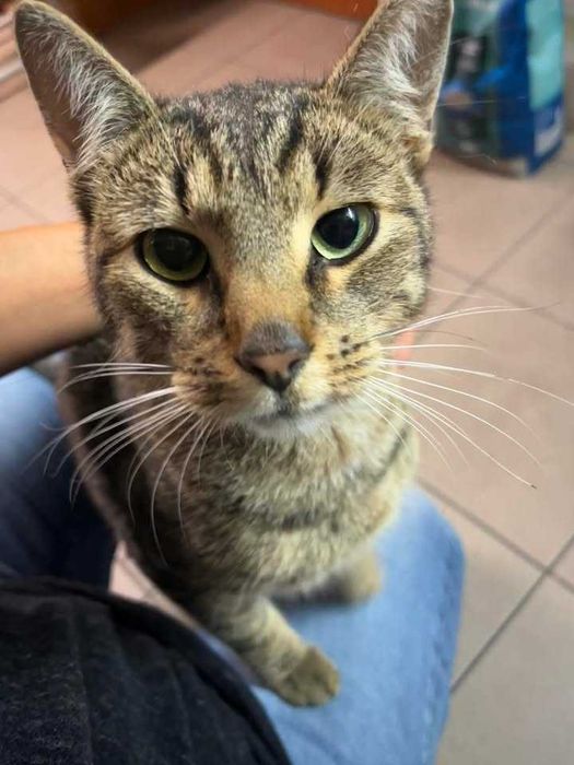 DIEGO kocurek młody kochany przytulas adopcja schronisko