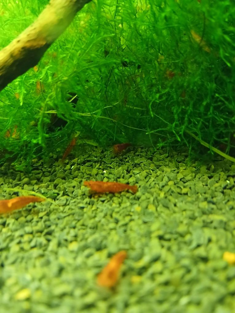 Sprzedam krewetki red chery