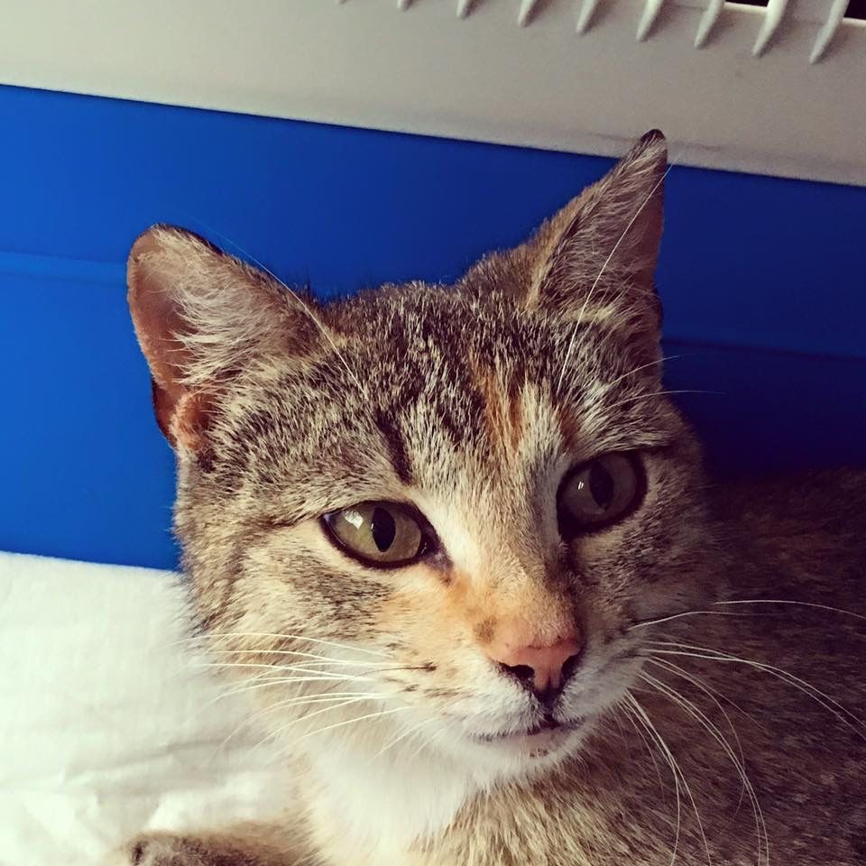 Kotka Lina do adopcji