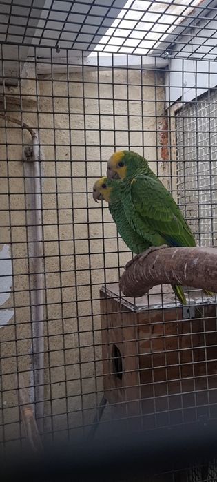 Amazonas barbadensis femeas