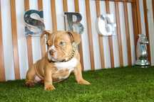 Exotic bully micro