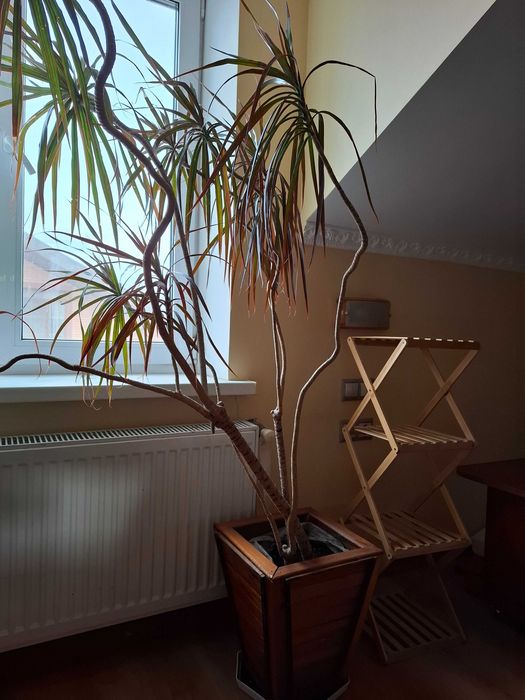 Драцена кімнатна для дому, офісу, подарунка