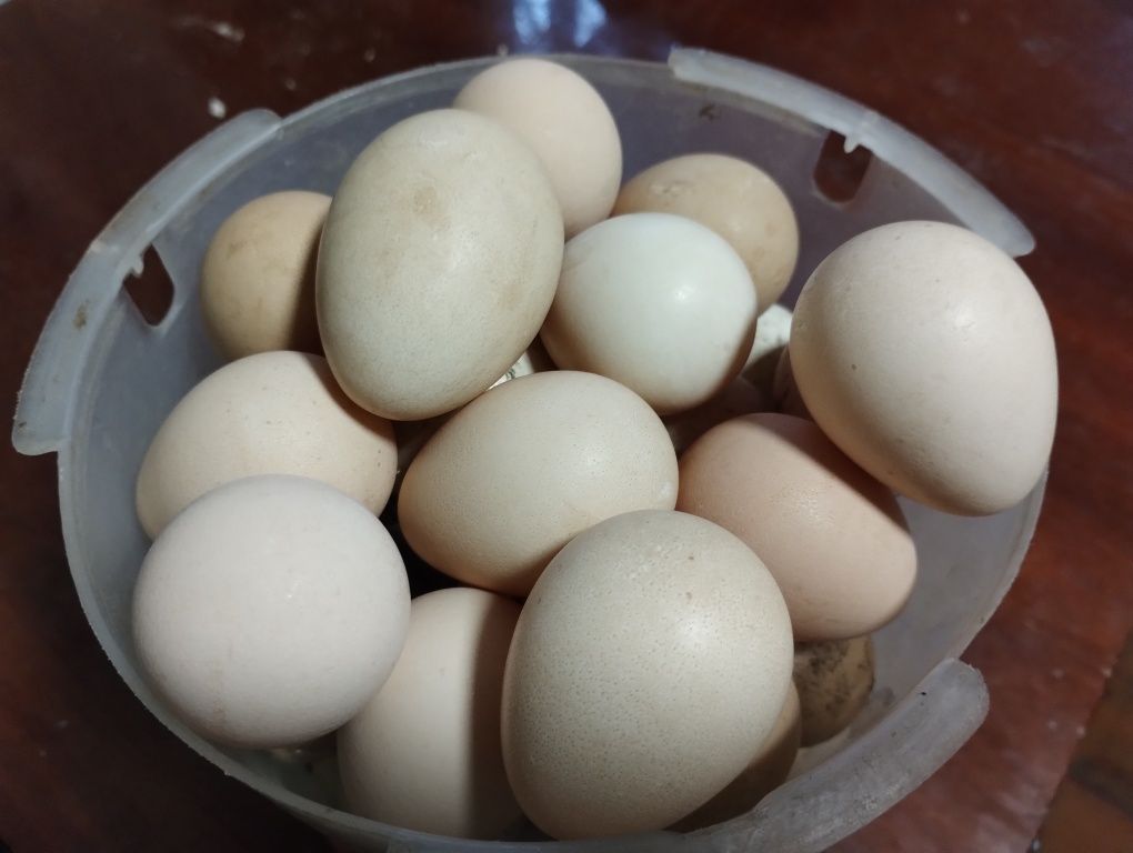 Яйце цесарки. Інкубаційне та столове
