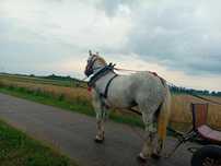 Sprzedam klacz źrebną