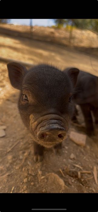 Troco ou vendo dois leitõezinhos vietnamitas machos