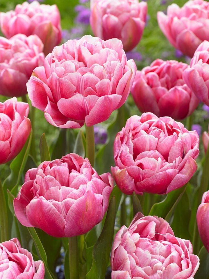 Цибулини голандських тюльпанів