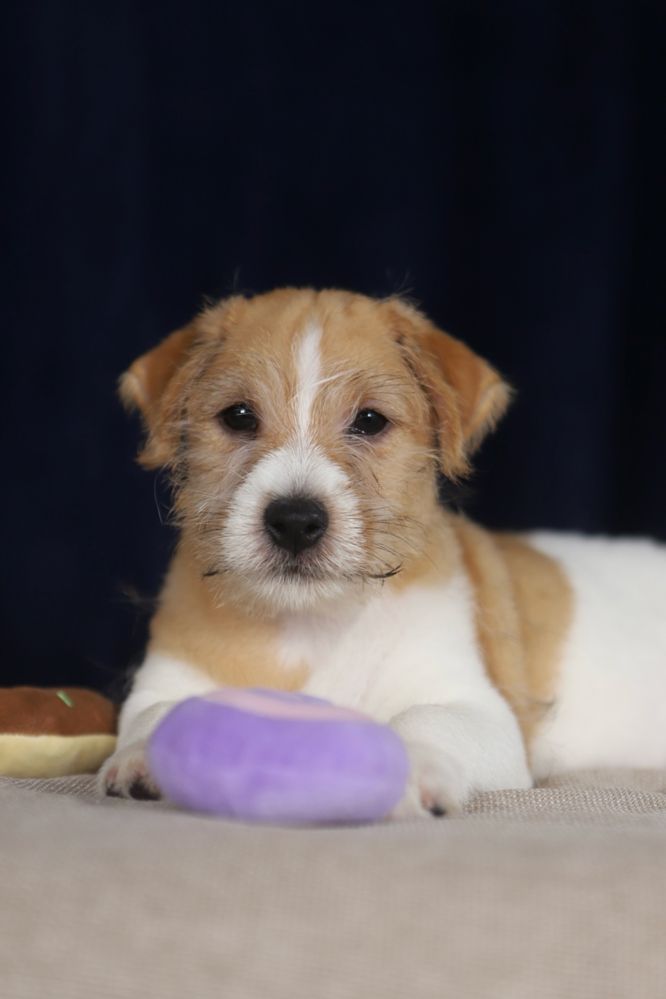 Piesek Jack Russell terrier ZKWP/FCI szorstkowlosy