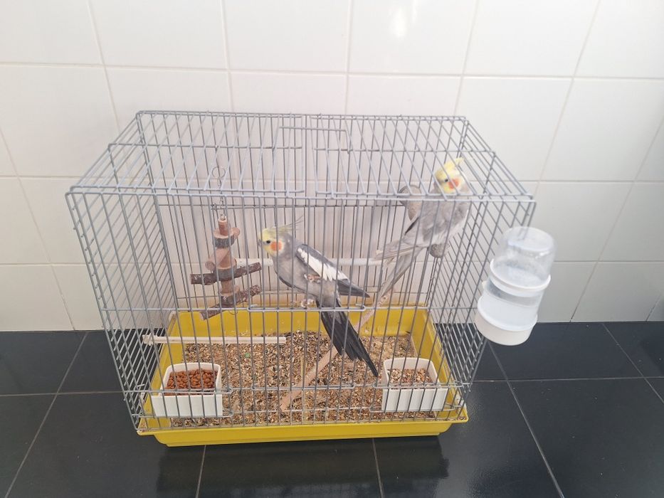 Caturras procuram novo lar