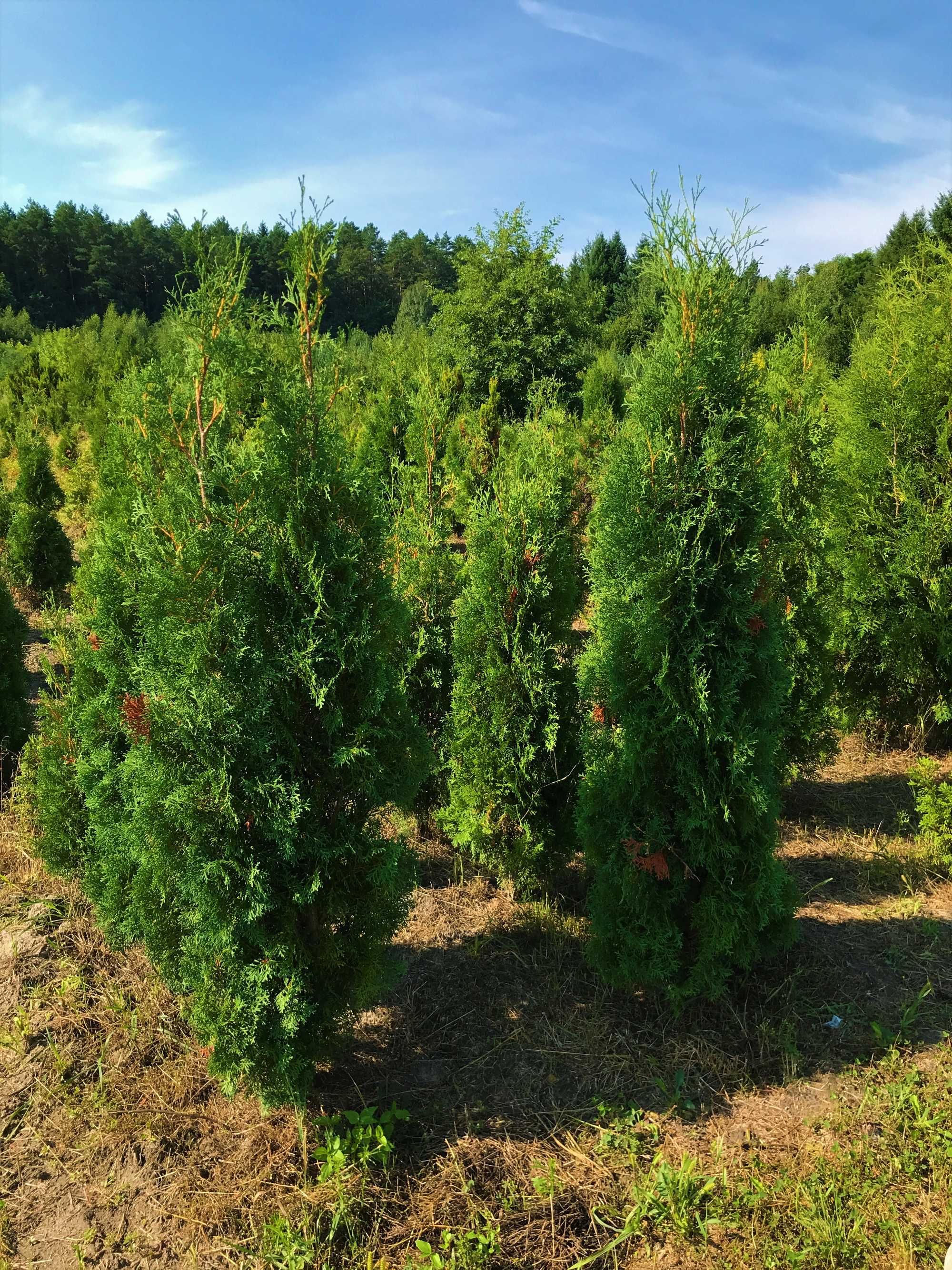 Туя західна 'Колумна'. Thuja occidentalis 'Columna'.