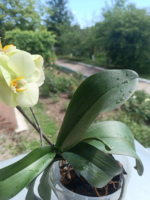 Орхидея лимоновая цветет