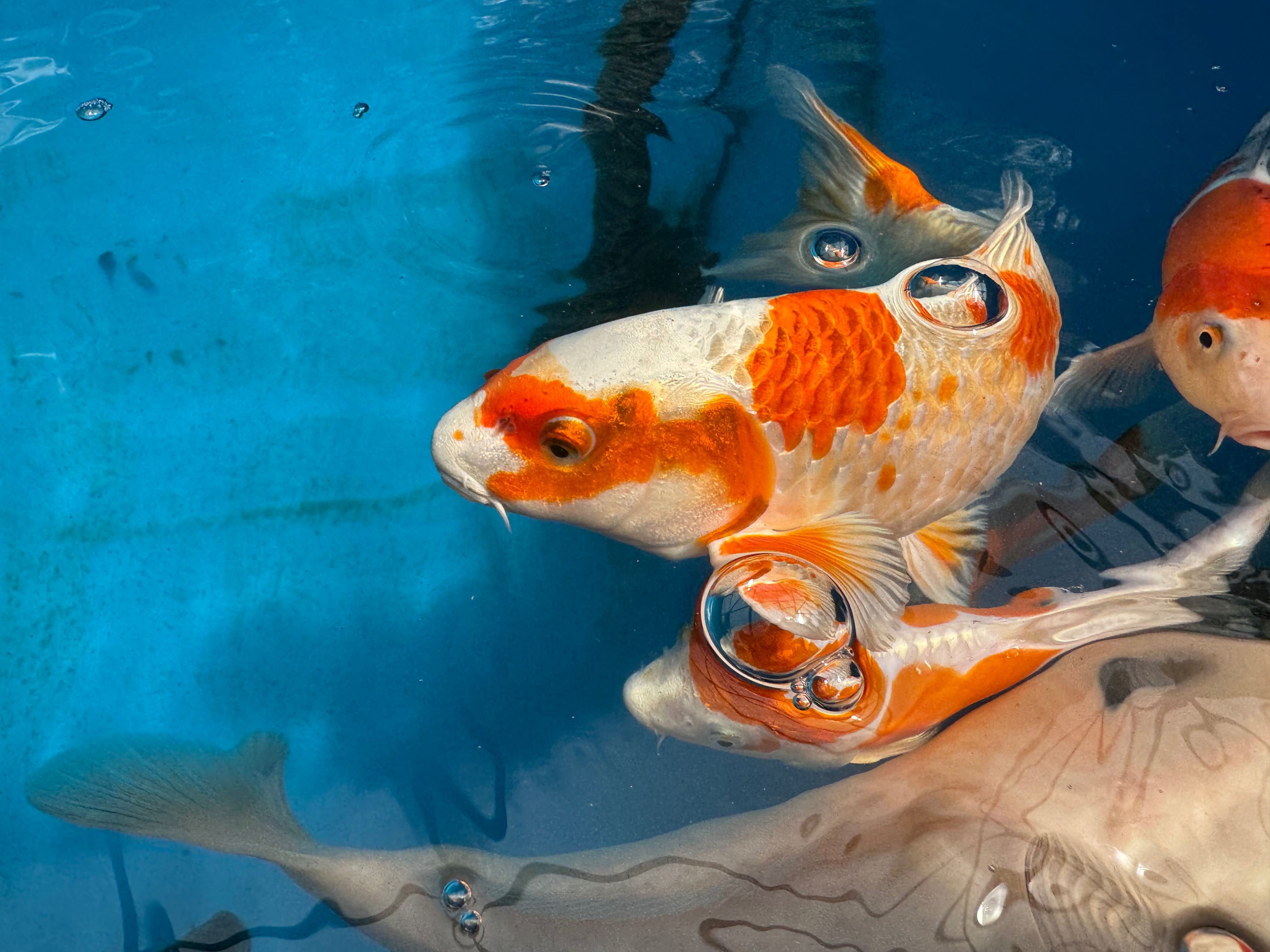 Karp KOI, oczko wodne