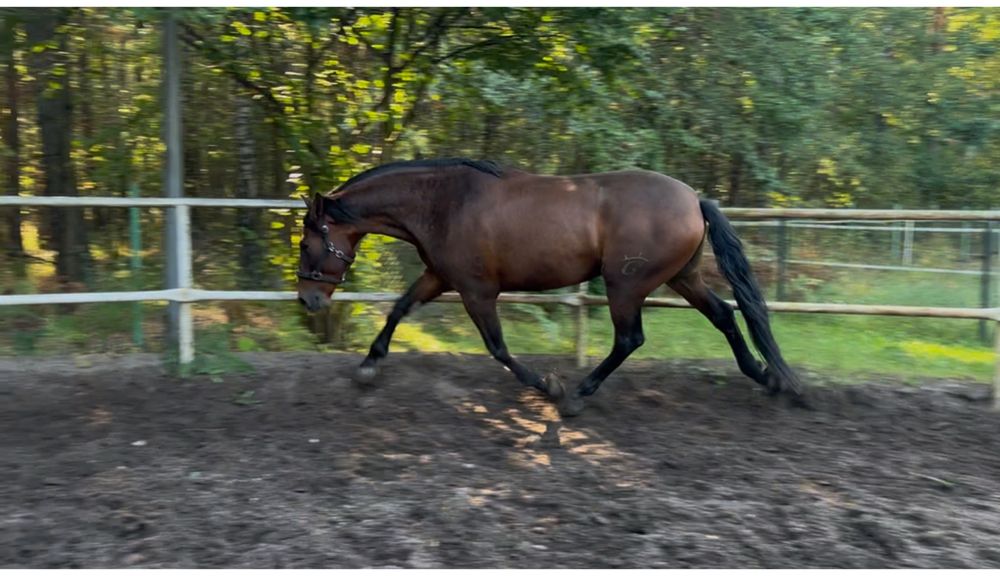 Piekny walach andaluzyjski