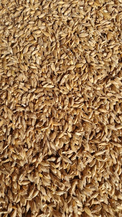 Samopsza,Orkisz,Płaskurka jara