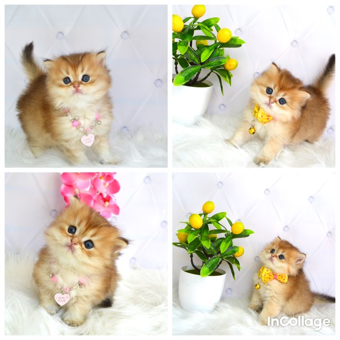 Британская золотая шиншилла котята