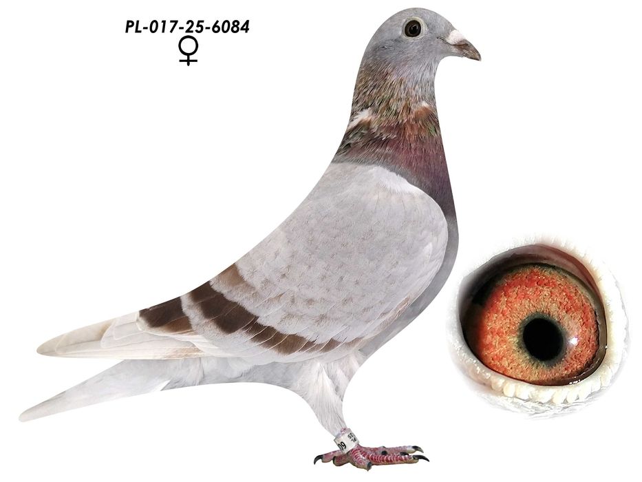 Gołębie 808 gołębie pocztowe