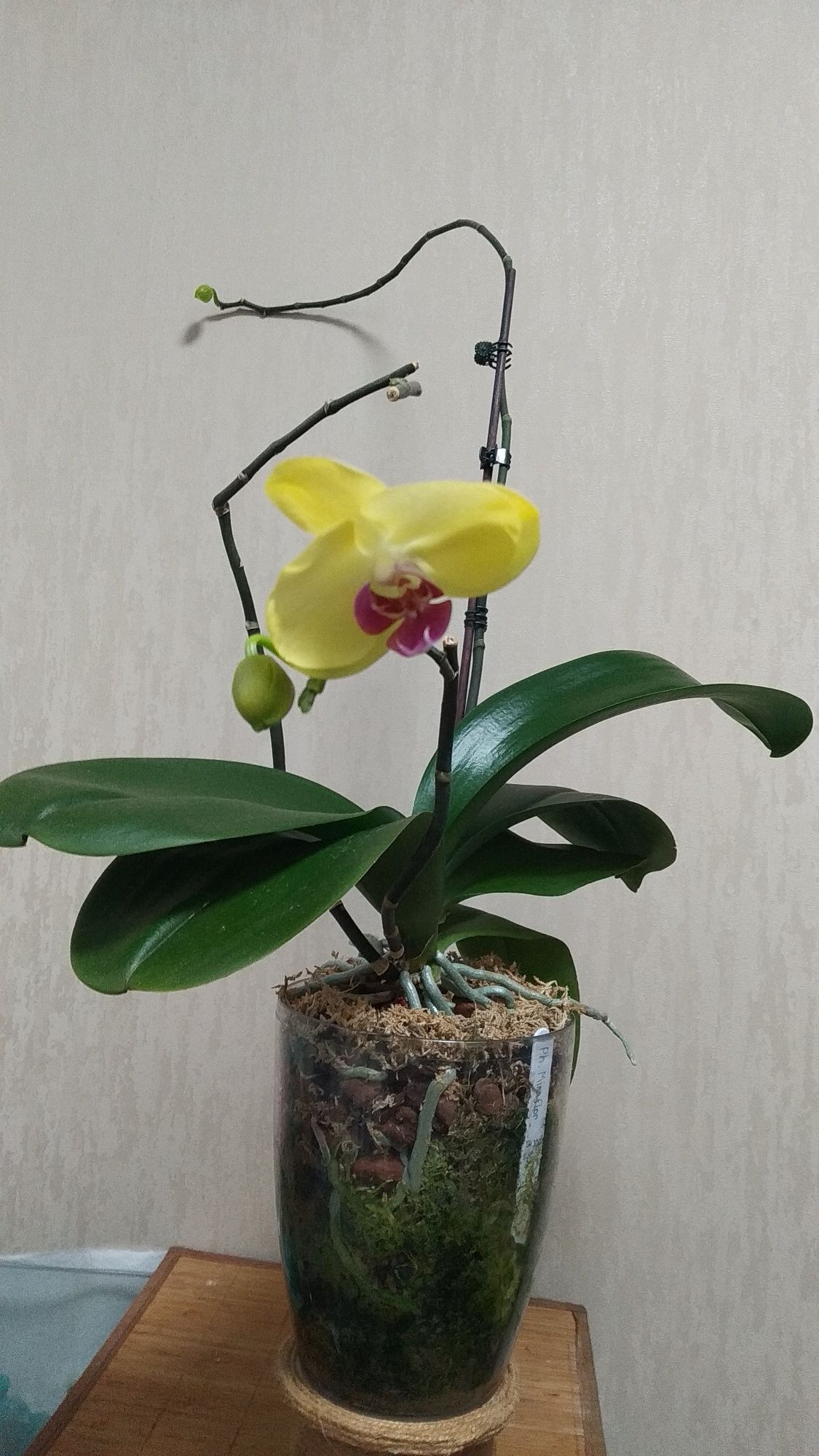 Продам орхідею Miraflore
