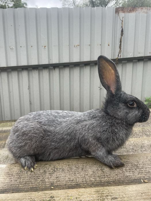 Продам кролі Полтавське срібло та Каліфорнійської породи