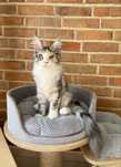 Iasmina Magnus*PL - kotka rasy Maine Coon gotowa do zmiany domu :)