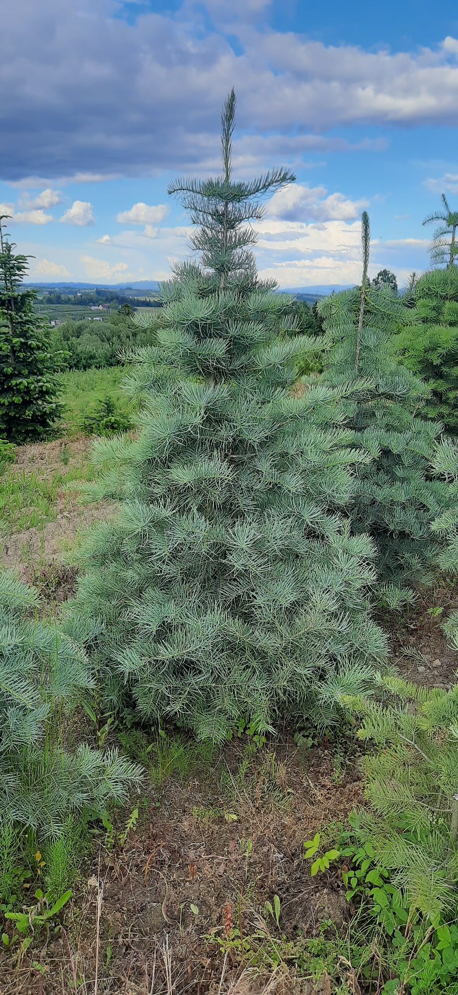 Jodła Kalifornijska od 130cm do 300cm w donicy, kopane z gruntu,
