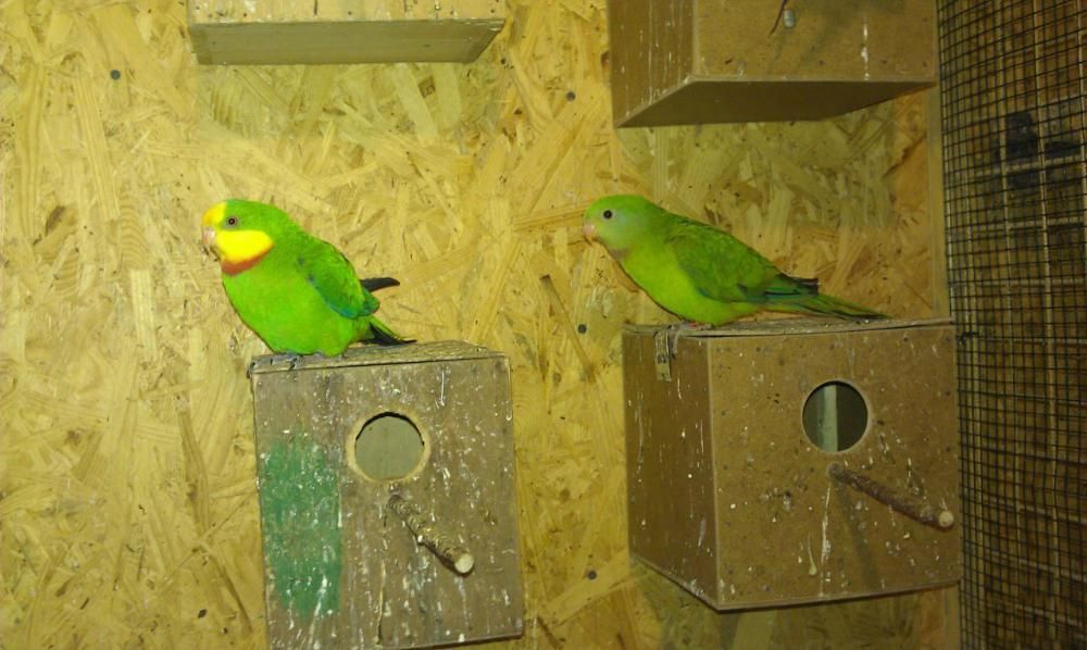 Продаю рабочие пары барабандовых попугаев