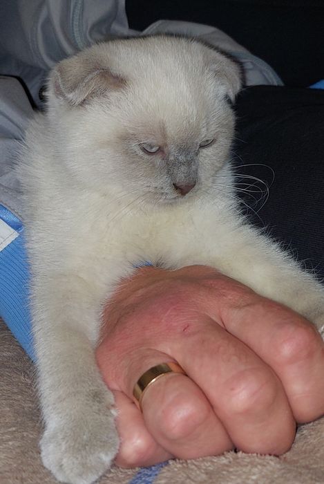 Красивая Шотландская вислоухая Девочка.