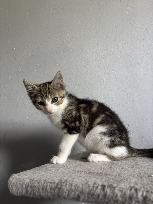 Kociaki szukaja domu