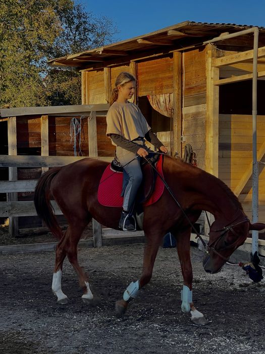 Прогулянки на конях,іпотерапія Львів