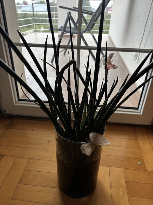 sanseweria sadzonki do sprzedania, kazda sadzonka po 10 zl