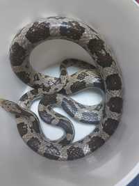 Wąż zbożowy Samica