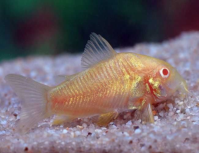 Kirysek spiżowy odmiana ALBINOTYCZNA - Corydoras - Kirys albinos