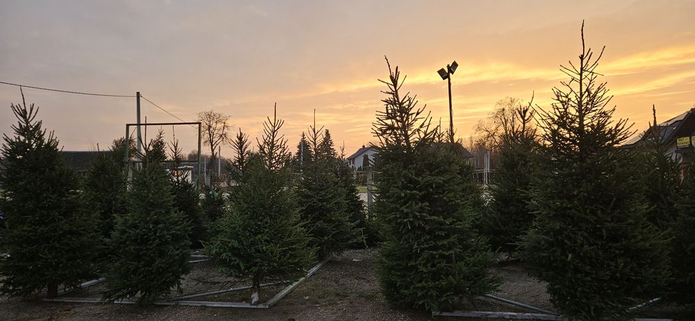 Choinki pachnące jak las - Brzóza