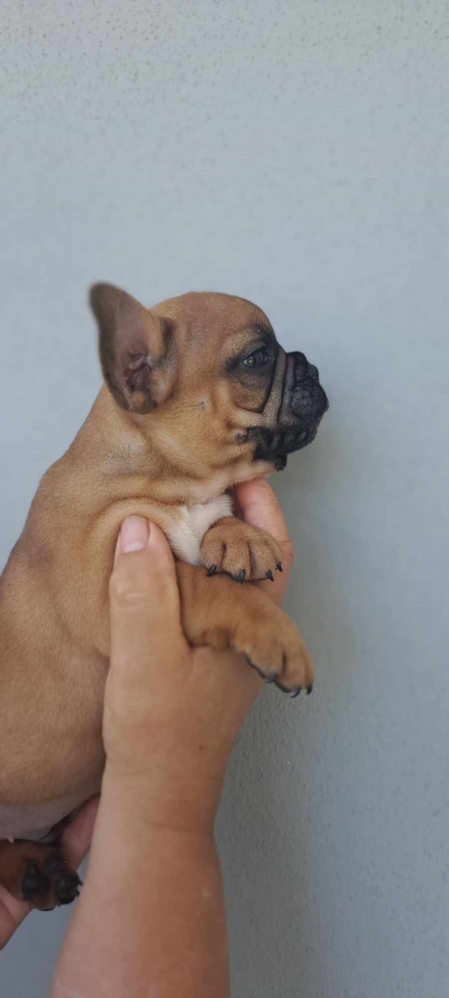 Buldogue francês macho red fawn