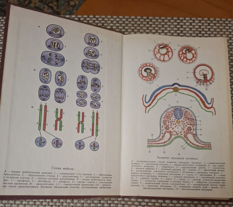 Анатомия и физиология детского организма.