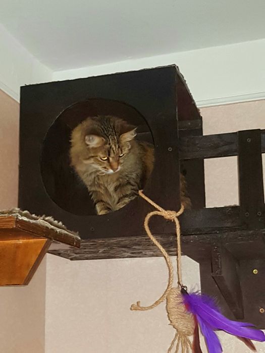 Передержка домашних кошек. "Як у себе вдома". Новые дома