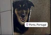 Fofinho para adoção!