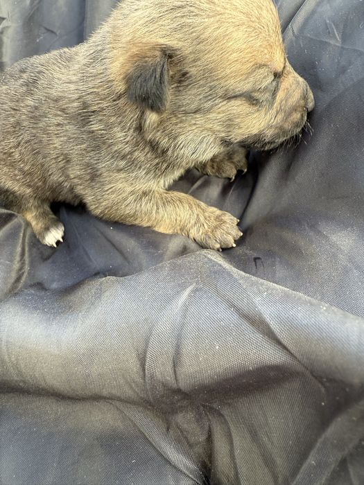 Відамо в добрі руки