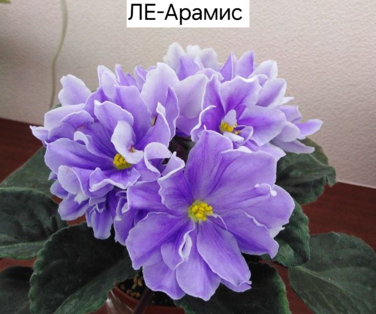 Фиалки, цветущие розетки, детки, черенки