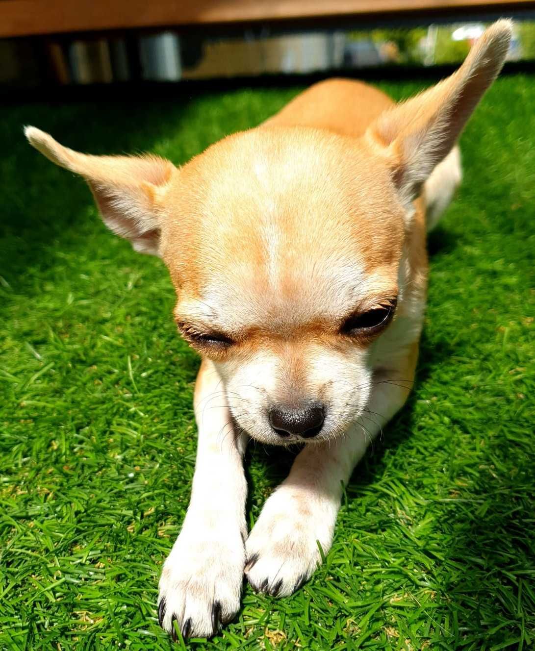 Piesek Chihuahua gotowy do odbioru