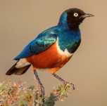 Lamprotornis Superbus  - Casal 2025
