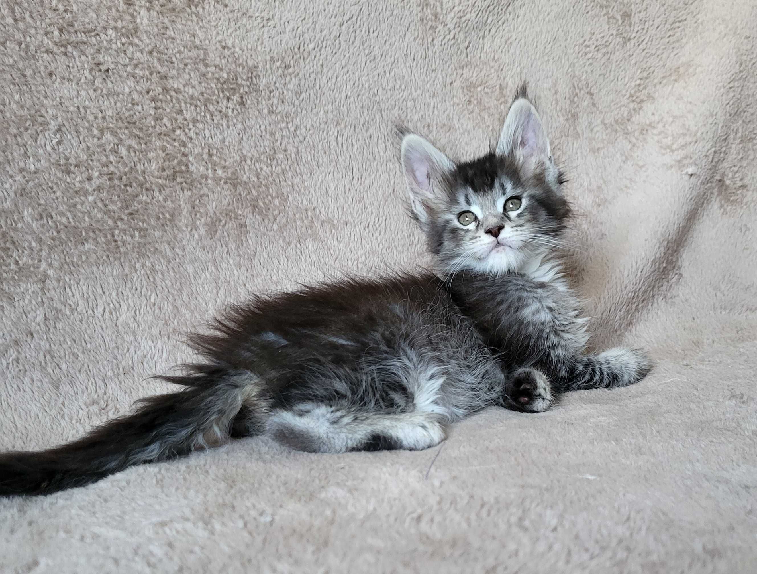 Dziewczynka maine coon z rodowodem FPL