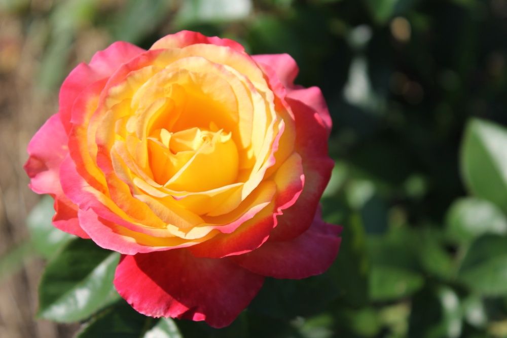 Предзаказ на осінь 2024 саженцы роз (саджанці троянд) более 150 сортов