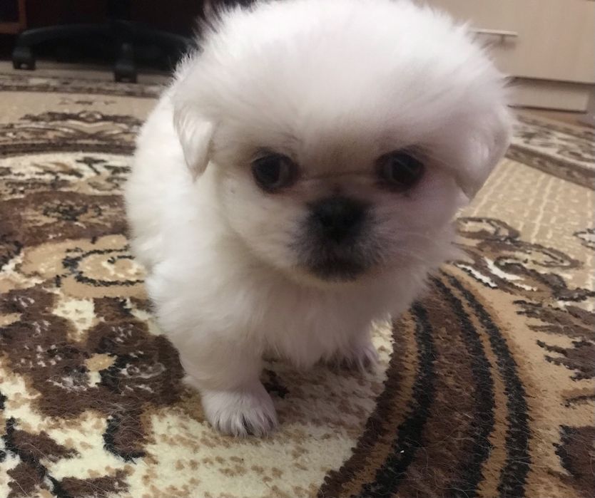 Продаються пікінеси